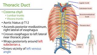 LO 4  Thoracic Duct  Posterior Mediastinum [upl. by Ecnahc]