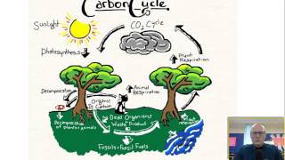 Matter Cycles in an Ecosystem [upl. by Atenaz406]