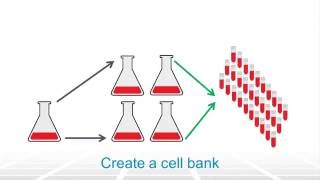 Bioprocessing Cell Culture Overview – Two Minute Tuesday Video [upl. by Ferree]