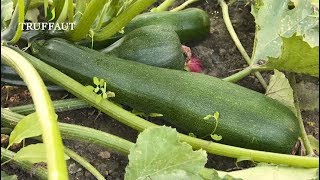 Comment récolter des courgettes   Truffaut [upl. by Flann]