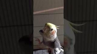 Cockatiel parrot Coco sings Opera Mozart Queen of the Night [upl. by Nythsa]