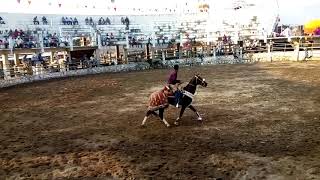 Toros mata caballos en Yecapixtla Morelos [upl. by Sirah844]