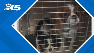 Nearly 70 dogs seized from alleged breeder after Pierce County search warrant [upl. by Repotsirhc997]