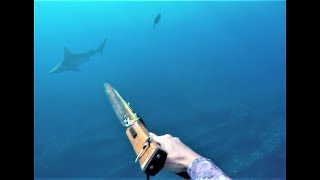 Close Call with Aggressive Shark while Spearfishing [upl. by Aihseit]