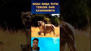 Kisah anak singa faktaunik hewan singa feedshorts shortvideo shortsviral [upl. by Nirak]