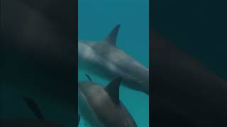 Spinner Dolphins The Secret Behind Their Spins [upl. by Anyrak]