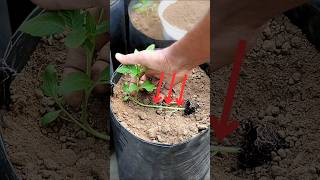 টমেটো চারা রোপণ করার সঠিক নিয়ম  Planting tomato plants sideways tomato টমেটো [upl. by Nedle]