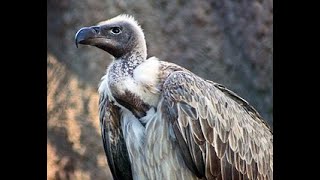 Vulture awareness special What is the status of Indian vultures [upl. by Danae829]