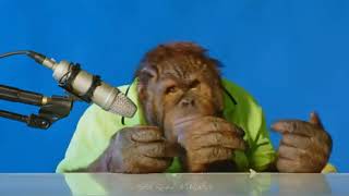 orangutan asmr  Orang Utan ASMR [upl. by Doll]