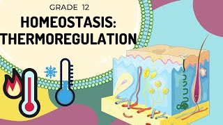 HOMEOSTASIS  Thermoregulation  Easy to Understand [upl. by Etnohc]