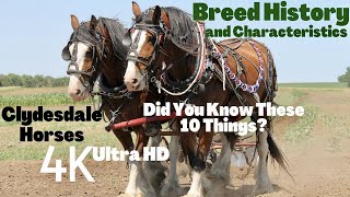 10 Things About Clydesdale Horses You Did Not Know  Narrated by SoTheAdventure [upl. by Furr]