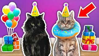 I Threw a BIRTHDAY PARTY For My Elderly CAT [upl. by Aniretac638]