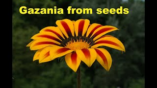 Gazania  How to grow Gazania from seed [upl. by Schertz803]