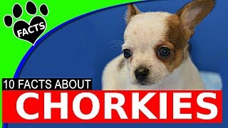 10 Fascinating Facts About Chorkies  Chihuahua Yorkie Mix Dog Breed [upl. by Leuqcar]