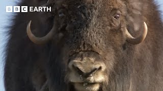 Musk Oxen Vs Arctic Wolves  Animal Super Parents  BBC Earth [upl. by Naejamron]