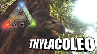 Taming A Thylacoleo  Ark Survival Evolved  The Island [upl. by Nalliuq]