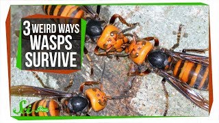 3 Wasps That Will Do Anything to Survive [upl. by Ronaele]