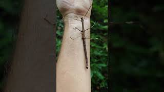 Stick Insect family Phasmatidae central Thailand [upl. by Beyer]