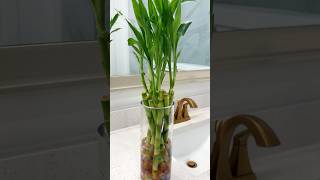 Water propagation lucky Bamboo care homedecor indoorplants happiness showpiece gardening diy [upl. by Elleuqar671]