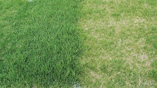 The Benefits of Feeding The Lawn [upl. by Retloc962]