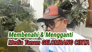 Membenahi amp Menambah Media Tanah Tanaman GELOMBANG CINTA [upl. by Eusebio]