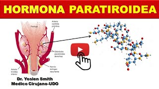 HORMONA PARATIROIDEA SINTESIS FUNCIONES ¡FÁCIL [upl. by Leicam]