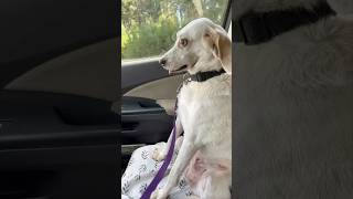 Her dog’s reaction after the vet is hilarious 😂 [upl. by Clyde563]