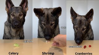 ASMR German Shepherd Rates Different Foods Part 7 [upl. by Nayar]