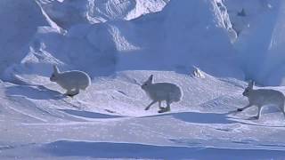 Arctic Hare Crossed Over Sea Ice [upl. by Olegnalehcim]