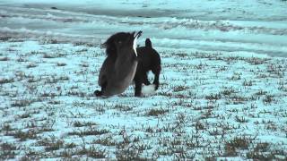 Boykin Spaniel Karoo Retrieving a Canada Goose [upl. by Cut]