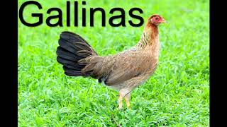 Gallinas Finas Seleccion Reproduccion Cria Razas Y Lineas [upl. by Grados]