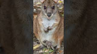 Parma Wallaby  Species Fact Card [upl. by Sherwynd]