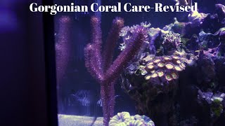 Gorgonian Coral CareRevised [upl. by Isaiah]