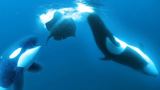 Orcas Slap Stingray with Tail [upl. by Sucram911]