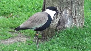 Spurwinged Lapwing [upl. by Aaron148]