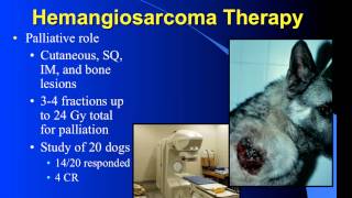 Hemangiosarcoma and Radiation Therapy [upl. by Mano472]