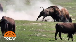 Teen Gored By Bison In North Dakota Details Terrifying Encounter  TODAY [upl. by Orsino51]