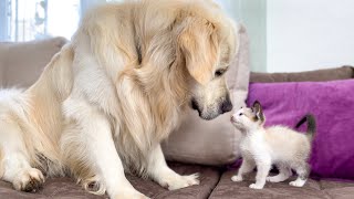 Golden Retriever and Kitten Play for the First Time [upl. by Fineberg]