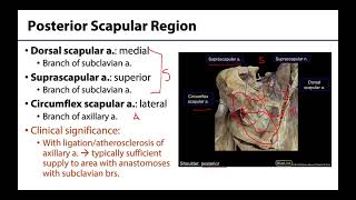 Scapular Arterial Anastomoses  M1 Learning Objectives [upl. by Adama]