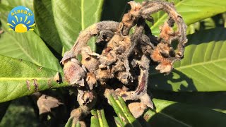 MALATTIA del NESPOLO come INTERVENIRE e POTATURA DI RIFORMA del NESPOLO Eriobotrya Japonica [upl. by Ratcliff]