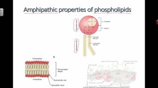 Amphipathic Properties of Phospholipids 2016 IB Biology [upl. by Nwahsear]