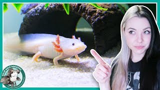 Feeding My Axolotls  VLOGMAS DAY 3 [upl. by Ardrey]