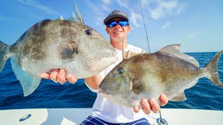 OCEAN Triggerfish Catch Clean Cook Panama City Deep Sea Fishing [upl. by Jarlathus]