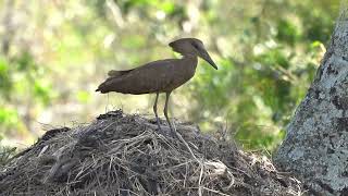 A Hamerkop call [upl. by Lashonde]