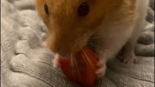 Hampter tries tomato for the first time tomato hampter hamster short shorts gettingold [upl. by Leicester]