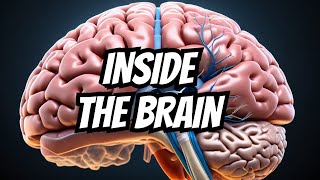 Dissection  Sulci amp Gyri of Superolateral surface of brain [upl. by Aynodal985]