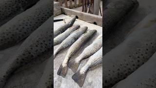 Maxed Out On Sea Trout trending florida fishing viralshorts funny [upl. by Zilevi]