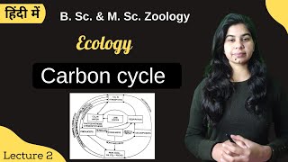 Carbon cycle  B Sc amp M Sc  Zoology [upl. by Sarina]