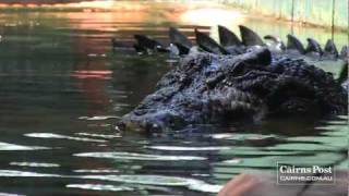 Cassius Worlds Largest Crocodile in Captivity Green Island Australia [upl. by Frye]