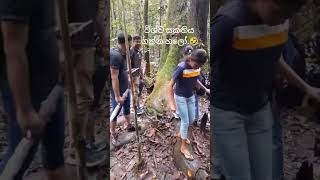 Trip to Kanneliya Rain Forest 🍃 friends rainforest kanneliya galle trip dayvlog [upl. by Turmel447]